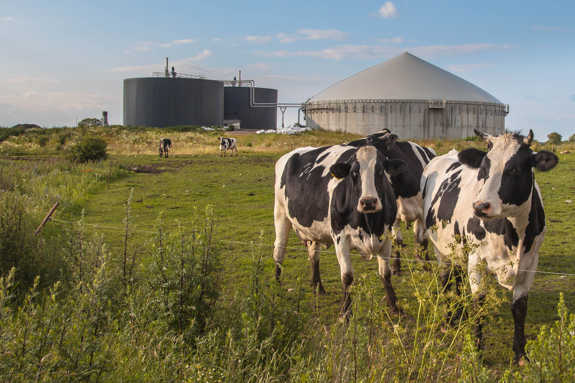 Texas is number one in livestock processing