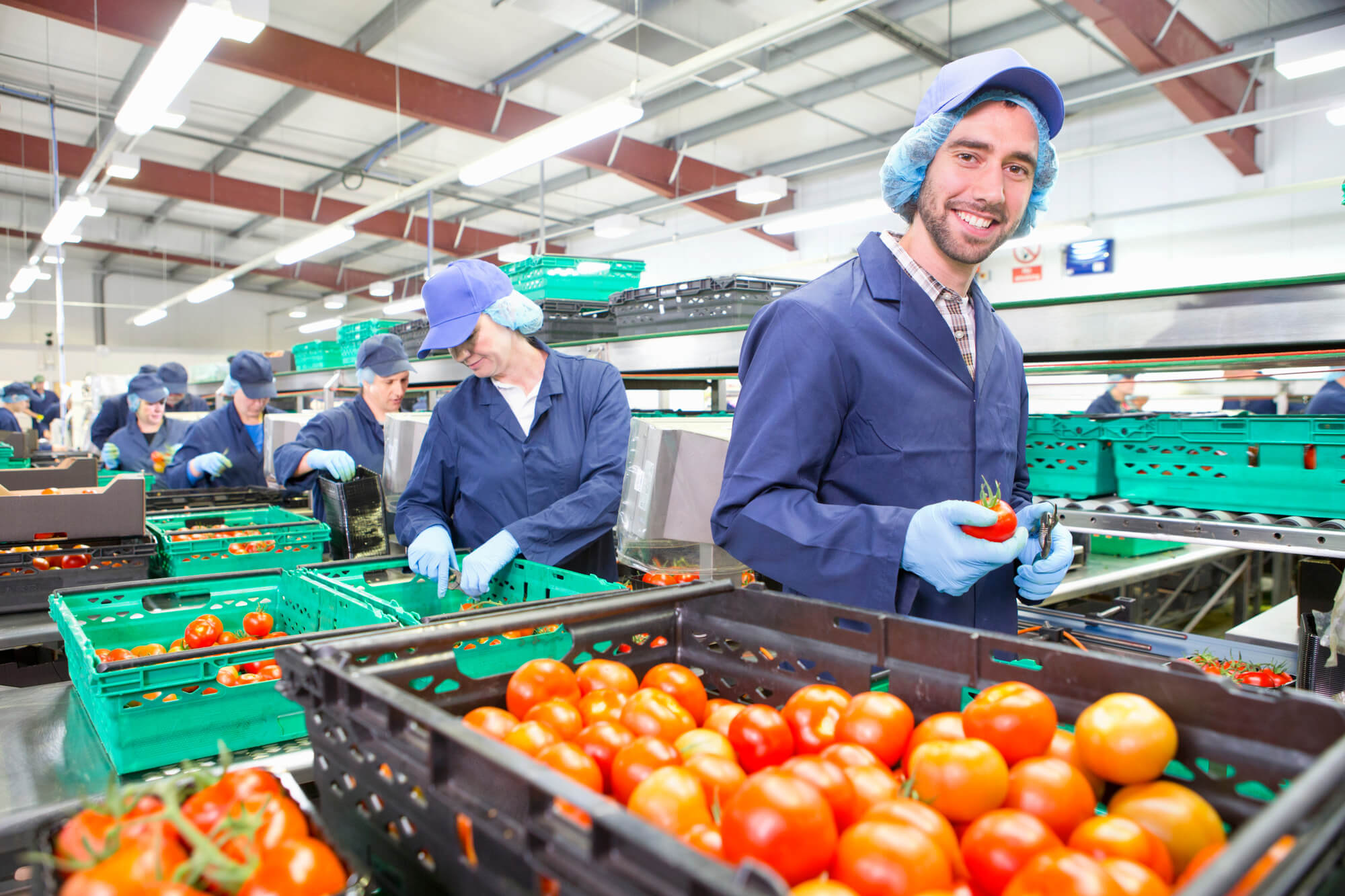 Workers packing tomatoes for shipment to grocery stores