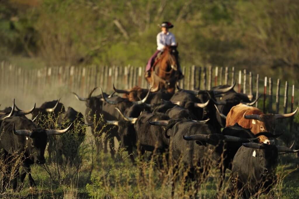 Cowboy gathering Texas longhorns